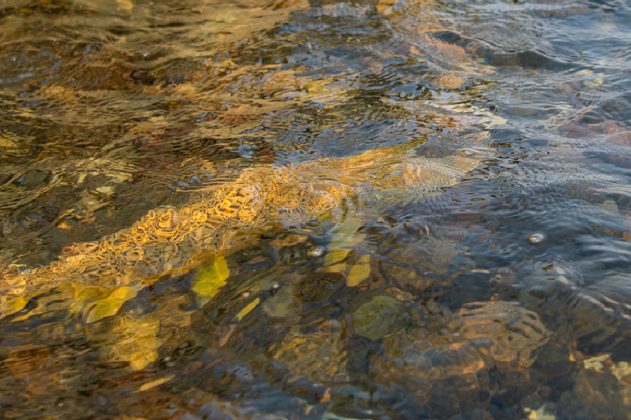 Trout in Madison River, Montana