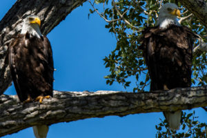 Wildlife along Montana fly fishing river