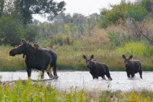 Moose along Montana river