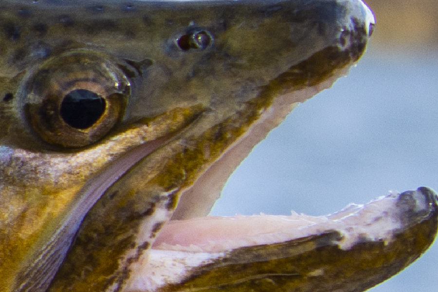 Montana trout fishing