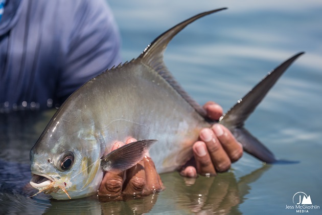 Tarpon fly fishing