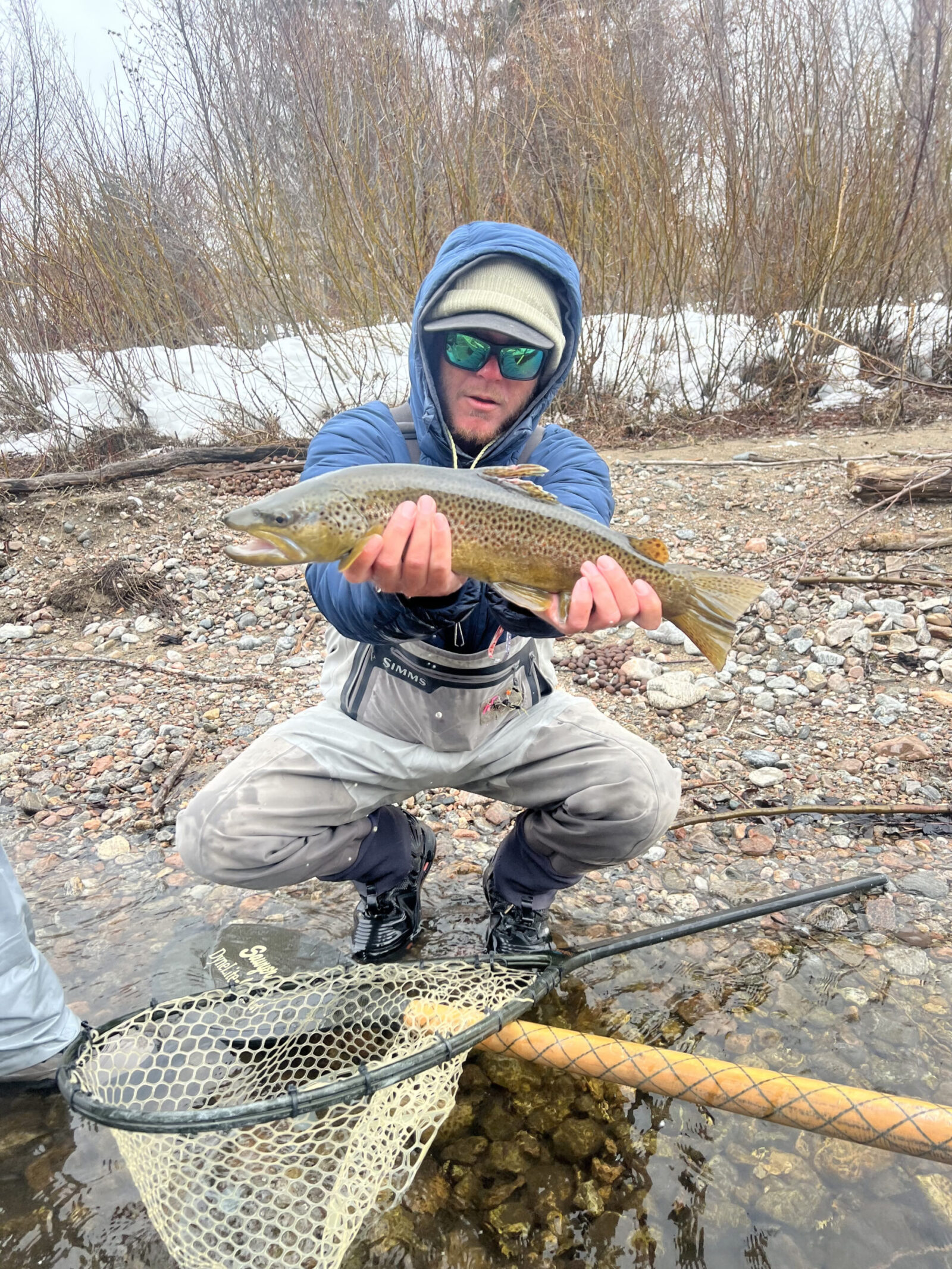 Brown trout on Madison River