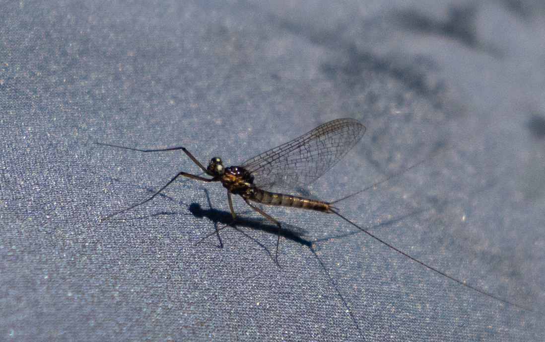 Mayfly