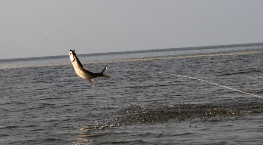 Belize tarpon