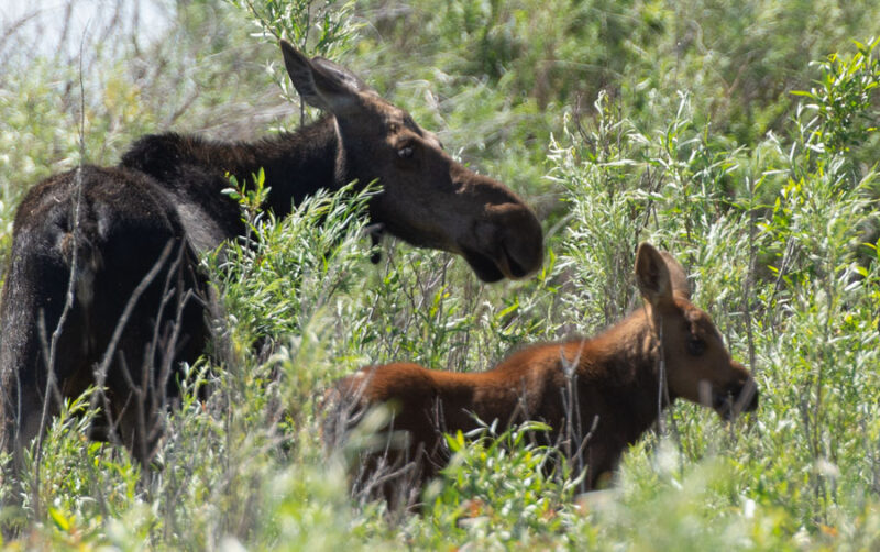 Moose and baby along the Madison River