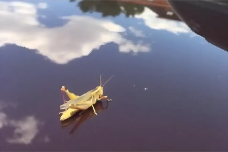 Madison River 8-9-fishing-reports